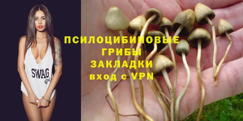 Псилоцибиновые грибы Psilocybe  магазин продажи   Лысково 